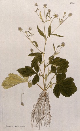 A type of aven (Geum album): entire flowering and fruiting plant with separate fruit. Coloured engraving after F. von Scheidl, 1772.