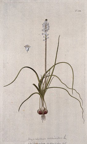 A plant (Lachenalia orchioides ) related to cape cowslip: entire flowering plant with separate flower. Coloured engraving after F. von Scheidl, 1772.