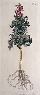 A plant (Cheiranthus fenestralis) related to wallflower: entire flowering plant. Coloured engraving after F. von Scheidl, 1772.