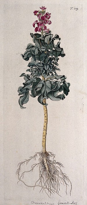 view A plant (Cheiranthus fenestralis) related to wallflower: entire flowering plant. Coloured engraving after F. von Scheidl, 1772.