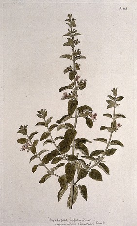 Hyssop (Hyssopus lopanthus). Coloured engraving after F. von Scheidl, 1772.