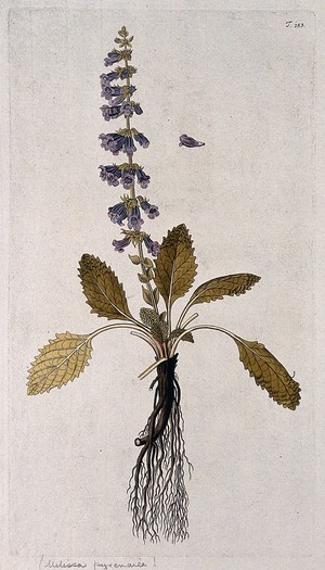 view Horminum pyrenaicum L.: flowering plant with rootstock and separate flower. Coloured engraving after F. von Scheidl, 1772.