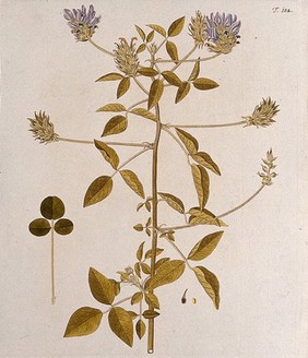 Psorsalea palaestina: flowering and fruiting stem with separate leaf, fruit and seed. Coloured engraving after F. von Scheidl, 1772.