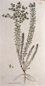 A plant (Euphorbia paralias) related to spurge: entire flowering plant with separate flower and fruit. Coloured engraving after F. von Scheidl, 1772.