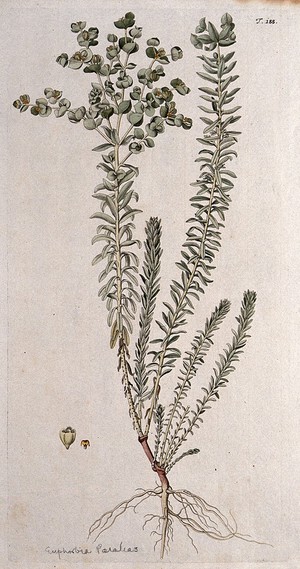 view A plant (Euphorbia paralias) related to spurge: entire flowering plant with separate flower and fruit. Coloured engraving after F. von Scheidl, 1772.