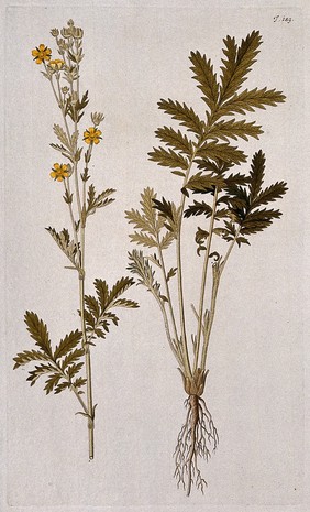Potentilla pensylvanica: two sections of the flowering plant. Coloured engraving after F. von Scheidl, 1772.