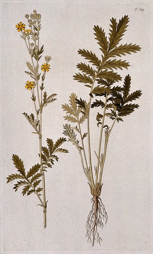 view Potentilla pensylvanica: two sections of the flowering plant. Coloured engraving after F. von Scheidl, 1772.