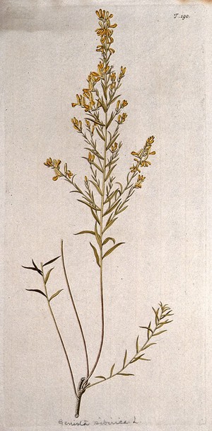 view Broom (Genista sibirica L.): flowering stem. Coloured engraving after F. von Scheidl, 1772.