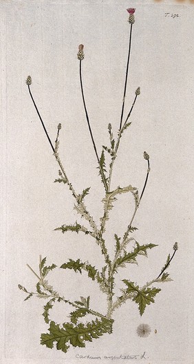 A plant (Carduus argentatus L.) related to scotch thistle: flowering stem with separate fruit and seed. Coloured engraving after F. von Scheidl, 1772.