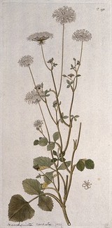 Tordylium cordatum: flowering stem with separate flower. Coloured engraving after F. von Scheidl, 1772.