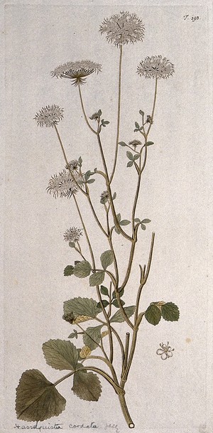 view Tordylium cordatum: flowering stem with separate flower. Coloured engraving after F. von Scheidl, 1772.