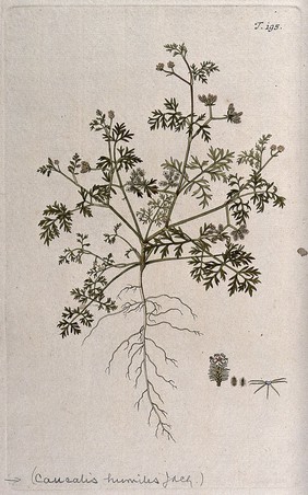 Bur parsley (Caucalis sp.): entire flowering and fruiting plant with separate flower, fruit and seed. Coloured engraving after F. von Scheidl, 1772.