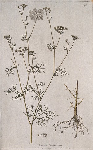 view Ammi (Trachyspermum ammi (L.) Sprague): flowering stem with separate root, flower, fruit and seed. Coloured engraving after F. von Scheidl, 1772.