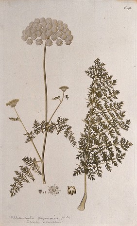 A plant (Athamanta pyrenaica Jacq.) related to candy carrot: flowering stem with separate leaf, section of stem, flower and fruit. Coloured engraving after F. von Scheidl, 1772.