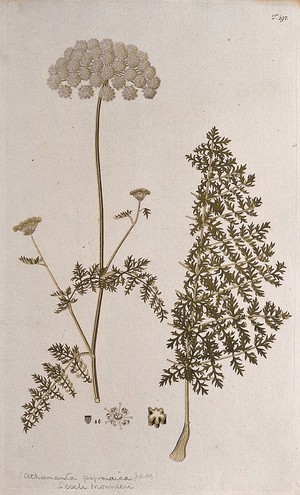 view A plant (Athamanta pyrenaica Jacq.) related to candy carrot: flowering stem with separate leaf, section of stem, flower and fruit. Coloured engraving after F. von Scheidl, 1772.