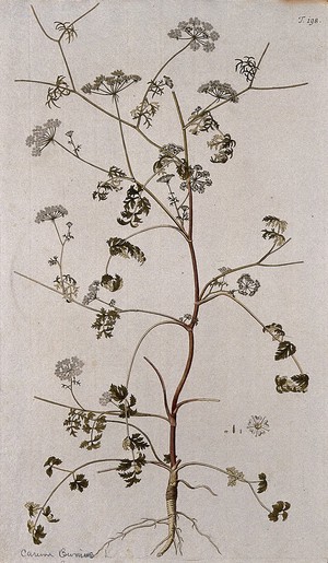 view A plant (Carum bunius L.) related to caraway: flowering stem with part of root and separate flower and fruit. Coloured engraving after F. von Scheidl, 1772.