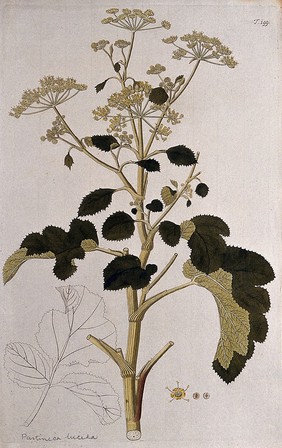 A plant (Pastinaca lucida) related to parsnip: flowering and fruiting stem with separate flower, fruit and uncoloured leaf. Coloured engraving after F. von Scheidl, 1772.