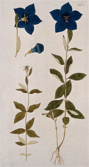 view Balloon flower or Chinese bellflower (Platycodon grandiflorus (Jacq.) A.DC): flowering stem with separate fruiting stem and flowers. Coloured engraving after F. von Scheidl, 1776.