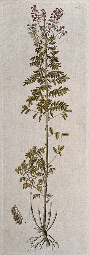view Lessertia perennans DC.: flowering and fruiting stem with separate fruit. Coloured engraving after F. von Scheidl, 1776.