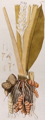 Tumeric (Curcuma longa L.): rhizome with flowering stem and separate leaf and floral segments. Coloured engraving after F. von Scheidl, 1776.