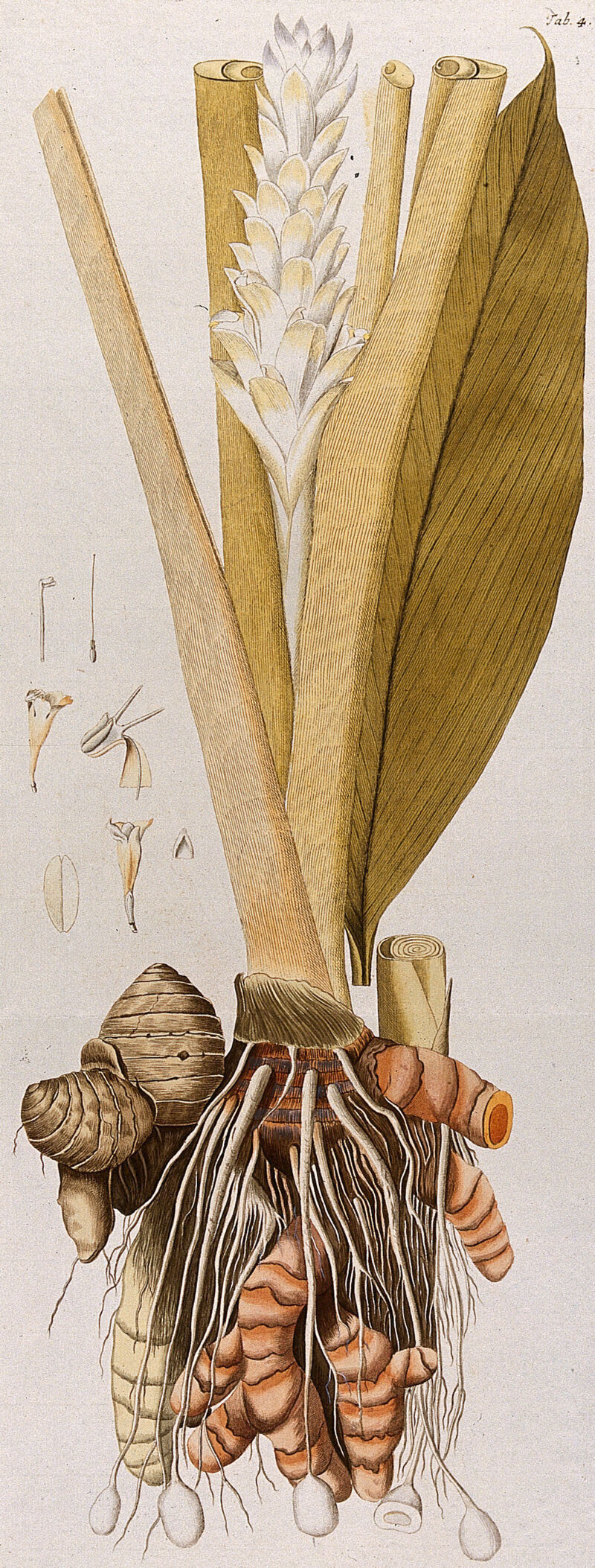 Tumeric (Curcuma longa L.): rhizome with flowering stem and