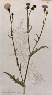 A plant (Carduus chius Jacq.) related to scotch thistle: flowering stem with separate uncoloured leaf. Coloured engraving after F. von Scheidl, 1776.