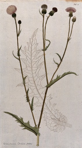 A plant (Carduus chius Jacq.) related to scotch thistle: flowering stem with separate uncoloured leaf. Coloured engraving after F. von Scheidl, 1776.