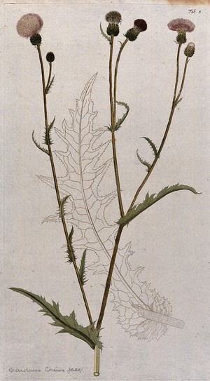 view A plant (Carduus chius Jacq.) related to scotch thistle: flowering stem with separate uncoloured leaf. Coloured engraving after F. von Scheidl, 1776.