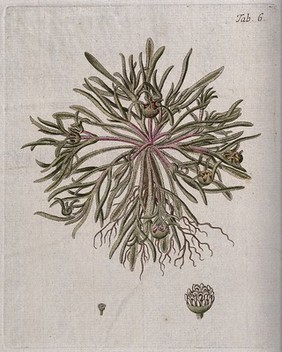 Mesembryanthemum apetalum L.: entire flowering plant with separate flower. Coloured engraving after F. von Scheidl, 1776.