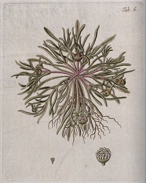 view Mesembryanthemum apetalum L.: entire flowering plant with separate flower. Coloured engraving after F. von Scheidl, 1776.