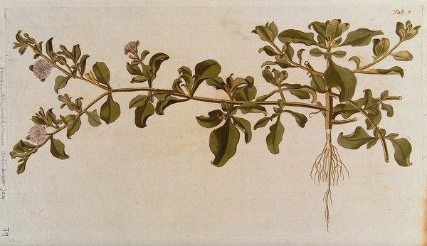 A species of the genus Mesembryanthemum: entire flowering and fruiting plant. Coloured engraving after F. von Scheidl, 1776.