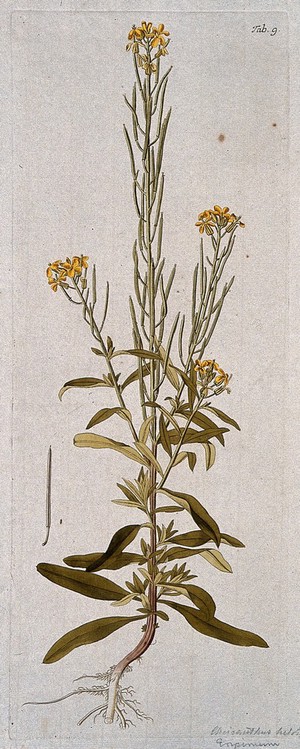 view A plant (Erysimum murale) related to the wallflower: flowering stem with separate fruit and seed. Coloured engraving after F. von Scheidl, 1776.