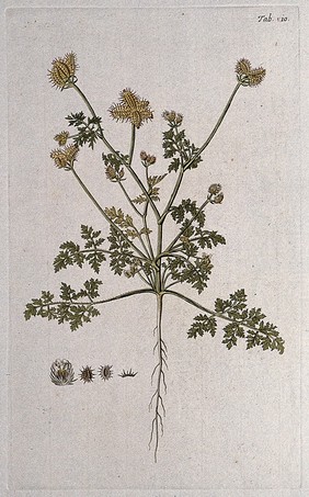 Bur parsley (Caucalis sp.): entire flowering and fruiting plant with separate flower and fruit. Coloured engraving after F. von Scheidl, 1776.