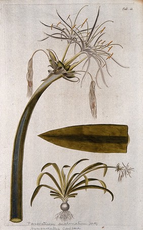 A plant (Hymenocallis sp.) related to Peruvian daffodil: large inflorescence with separate flowering plant and leaf tip. Coloured engraving after F. von Scheidl, 1776.