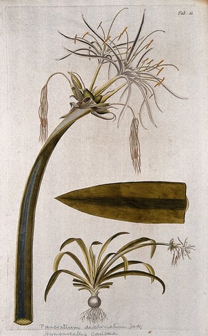 view A plant (Hymenocallis sp.) related to Peruvian daffodil: large inflorescence with separate flowering plant and leaf tip. Coloured engraving after F. von Scheidl, 1776.