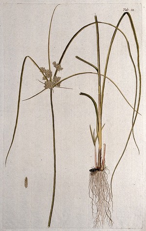 view Cyperus compressus L.: two sections of the flowering plant with separate fruit. Coloured engraving after F. von Scheidl, 1776.