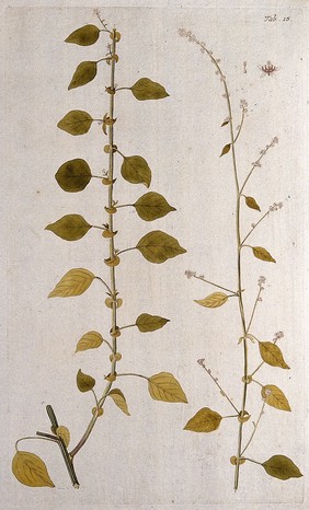 Celosia trigyna L.: two sections of the flowering stem with separate floral segments. Coloured engraving after F. von Scheidl, 1776.