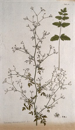 Hedge sison (Sison amomum L.): flowering stem with separate leaf, flower and fruit. Coloured engraving after F. von Scheidl, 1776.