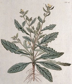 Bugloss (Anchusa sp.): flowering and fruiting stem. Coloured engraving after F. von Scheidl, 1776.