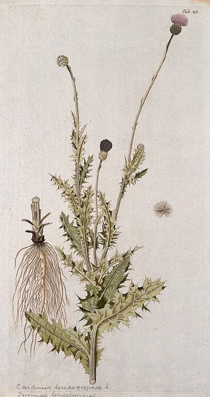 view A plant (Carduus sp.) related to scotch thistle: flowering stem with separate root and seed. Coloured engraving after F. von Scheidl, 1776.