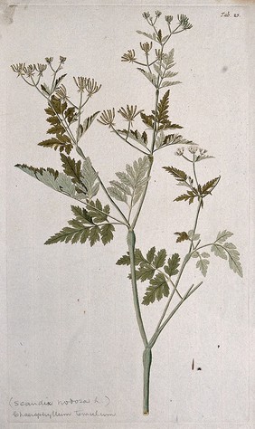 A species of the genus Chaerophyllum: flowering and fruiting stem with separate fruit and seed. Coloured engraving after F. von Scheidl, 1776.