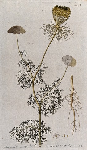 Khella (Ammi visnaga (L.) Lam.): flowering and fruiting stem with separate root, flower and fruit. Coloured engraving after F. von Scheidl, 1776.