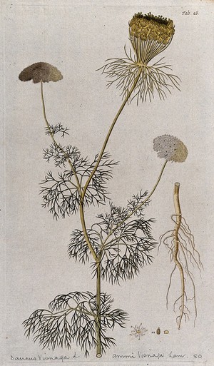 view Khella (Ammi visnaga (L.) Lam.): flowering and fruiting stem with separate root, flower and fruit. Coloured engraving after F. von Scheidl, 1776.