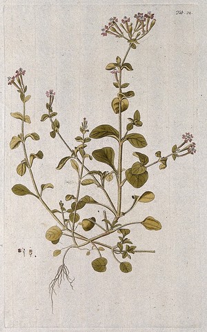 view Campion (Silene sp.): entire flowering plant with separate floral segments. Coloured engraving after F. von Scheidl, 1776.