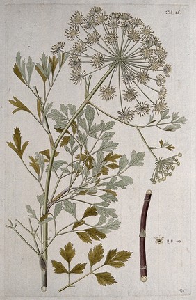 A plant (Peucedanum galbanum Benth.) related to hog fennel: flowering stem with separate leaf, stalk and floral segments. Coloured engraving after F. von Scheidl, 1776.