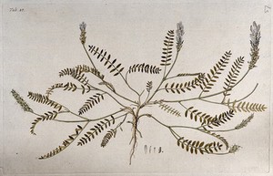 view Goat's-thorn (Astragalus sp.): entire flowering and fruiting plant with separate floral segments. Coloured engraving after F. von Scheidl, 1776.