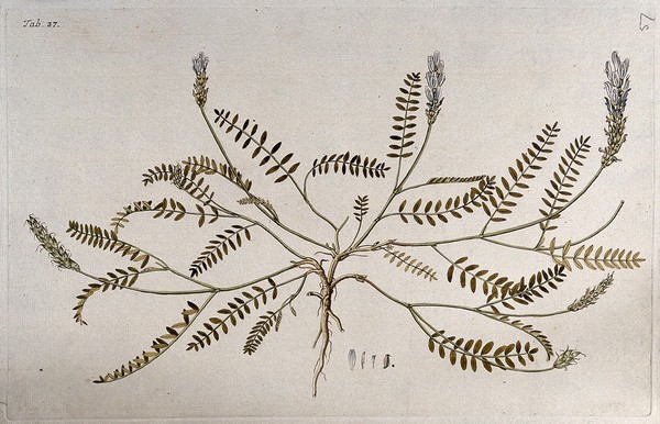 Goat's-thorn (Astragalus sp.): entire flowering and fruiting plant with separate floral segments. Coloured engraving after F. von Scheidl, 1776.