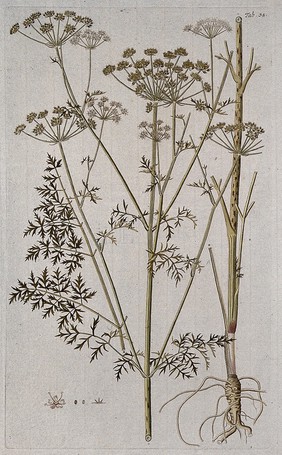 A species of the genus Laserpitium: three sections of the flowering stem with separate floral segments. Coloured engraving after F. von Scheidl, 1776.
