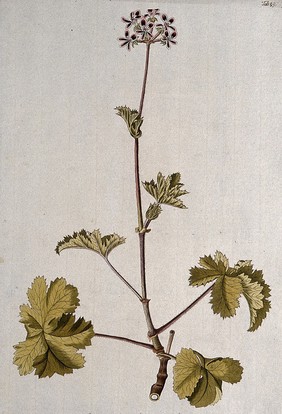 Pelargonium or geranium (Pelargonium bicolor): flowering stem. Coloured engraving after F. von Scheidl, 1776.