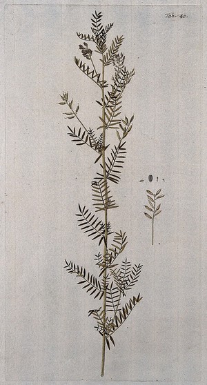 view Goat's-thorn (Astragalus sulcatus L.): flowering and fruiting stem with separate fruit and seed. Coloured engraving after F. von Scheidl, 1776.